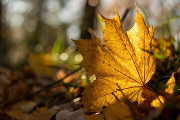 Fallen leaves scattered about the grass creating a peaceful and serene atmosphere