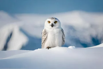 Foto op Canvas Craft a picture of a baby snowy owl perched on a snowy branch in the Arctic tundra © Hassan