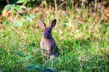 Young European rabbit perched on a patch of lush green grass in a meadow