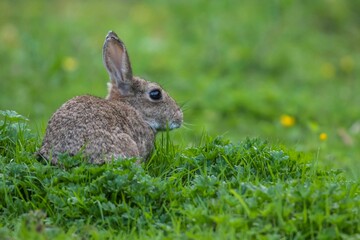 Fototapeta premium Closeup of a gray rabbit sitting in green grass