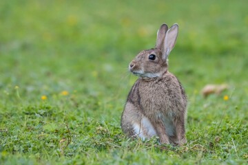 Naklejka na ściany i meble Closeup of a gray rabbit sitting on green grass