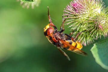 Macro of a bumblebee perched on a thistle