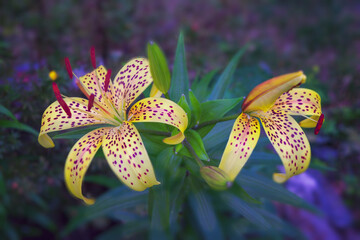 Yellow tiger lily in bloom in garden. Lilium lancifolium is one of several species of orange lily...