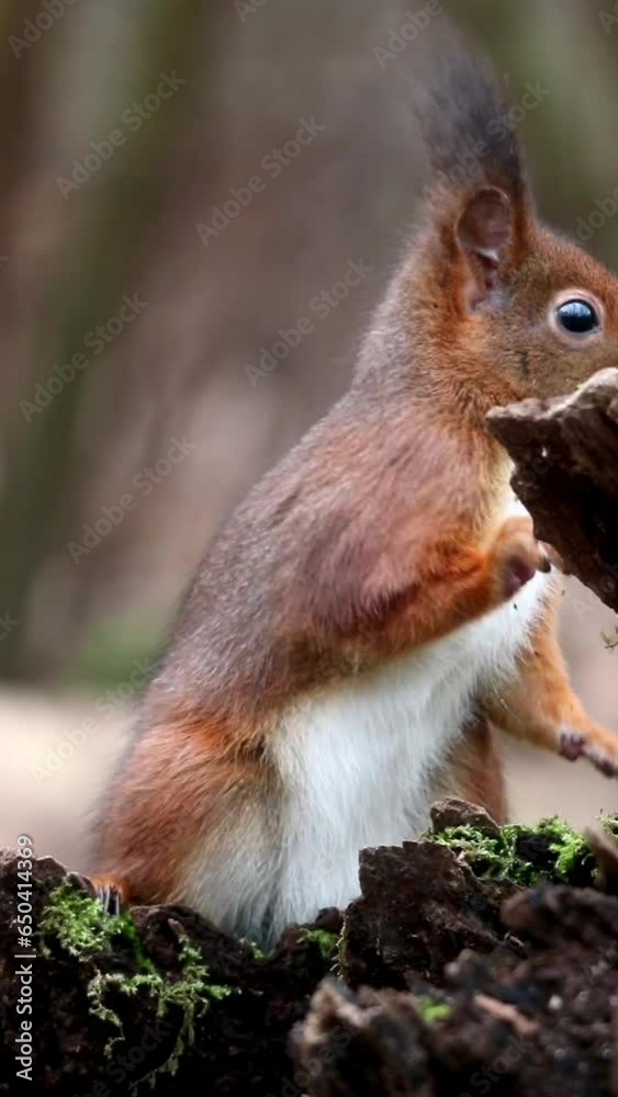 Wall mural Adorable Curious european squirrel standing and eating, vertical shot