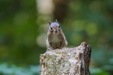 Closeup of a small Siberian chipmunk perched on a tree with a blurry background