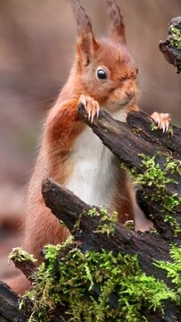 Adorable Curious european squirrel standing and eating from a trre cut vertical shot