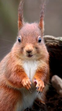 Adorable portrait of Curious european squirrel eating, vertical shot