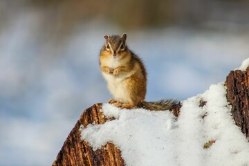 Asian chipmunk on a snow-covered log stands in contemplation, taking in the winter scenery