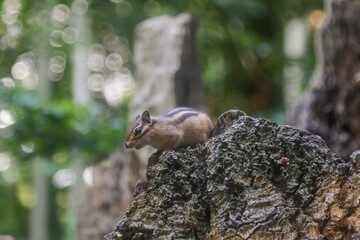 a chipmunk is sitting on a rock near the woods