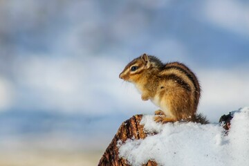 Chipmunk perched on a wooden surface, with a layer of snow dusting the top