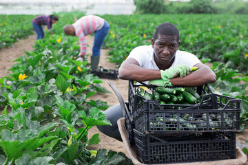 Portrait of tired african american farm worker sitting near boxes with freshly gathered green courgettes on plantation during harvest..