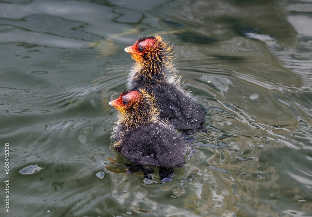 Wall mural Black Coot (Fulica atra) chicks swimming in a pond