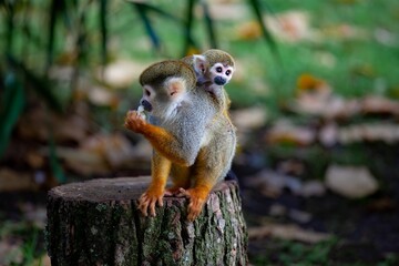 Saimiri collinsi monkey perched on a tree log, cradling its baby