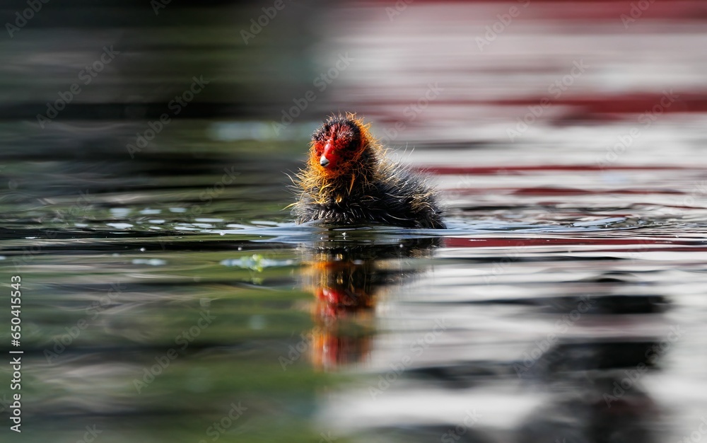 Poster black coot (fulica atra) chick swimming in a pond