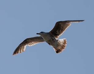 Majestic seagull soars across a brilliant blue sky with its wings outstretched
