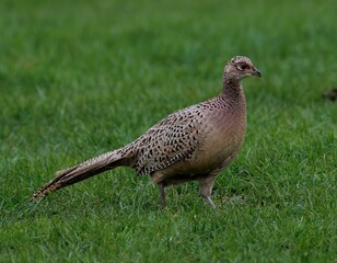 Caucasian pheasant (Phasianus colchicus) perched atop a verdant meadow