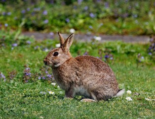 Rabbit perched on a bed of lush green grass, surrounded by an array of daisies