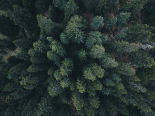 Fototapeta na wymiar Aerial view of lush trees in a wooded area of Switzerland