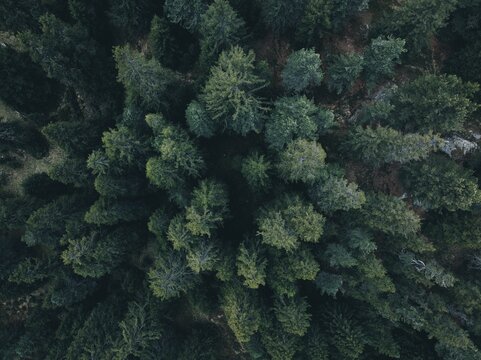 Aerial view of lush trees in a wooded area of Switzerland © Nelior/Wirestock Creators