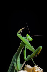 Praying Mantis (Mantis religiosa) on black background, closeup of photo. Macro shot.