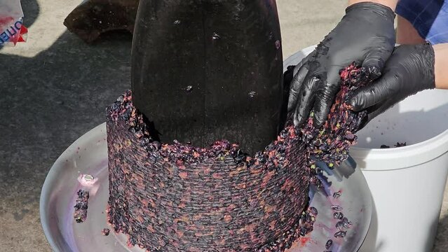 The process of making homemade grape wine. A winemaker collects grape pulp from a hydraulic press.
