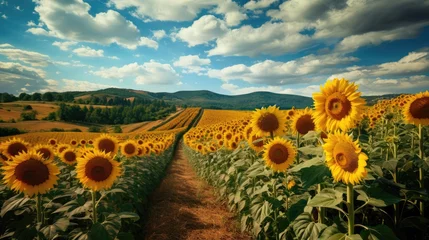 Poster Journey through vivid path in an endless, vibrant sunflower field, sunflowers rise tall, their golden petals reflecting the sun's warmth, cloudy sky, with rolling hills in the distance © DigitalArt