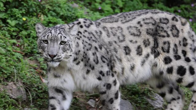 Portrait of a Snow leopard walking on grass meadow in the forest