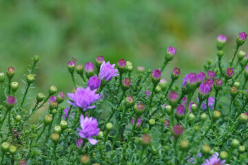 Fototapeta premium Aster alpine blue - Aster alpinus - purple flower is classified as a critically endangered species.