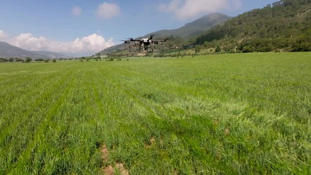 Drone fumigating a big field of  barley
