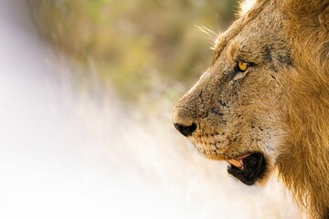 a large male lion with his mouth open in the wild