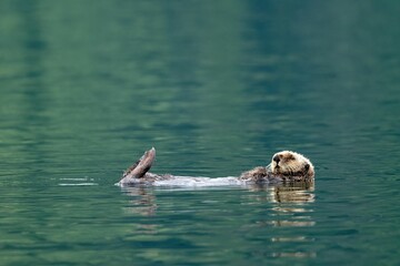Sea otter floating in a body of water in Quatsino Sound, Vancouver Island, BC Canada.