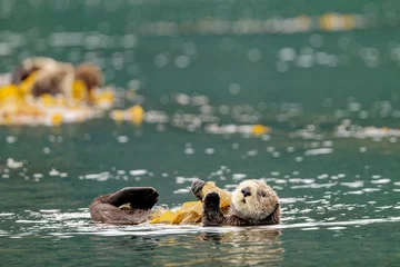 Papier Peint photo autocollant Canada Sea otter floating in a body of water in Quatsino Sound, Vancouver Island, BC Canada.