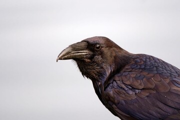 Closeup shot of a raven perched on a tree branch in Alder Bay, British Columbia, Canada.