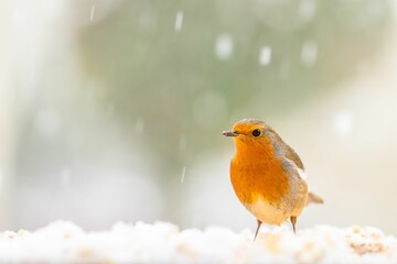Selective focus shot of an orange robin perched under snowfall