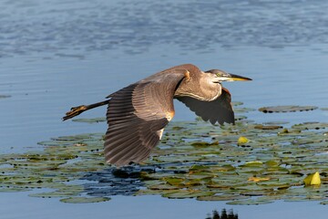 Closeup of a gray heron flying above a lake