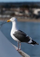 Fototapeta na wymiar White seagull perched atop a wall, overlooking a vast expanse of ocean in the background