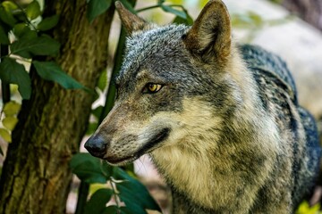 Majestic Iberian wolf (Canis lupus signatus) in a wooded area, surveying its surroundings