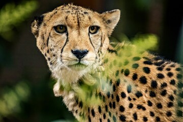 Closeup of a young cheetah in a lush green with a blurry background