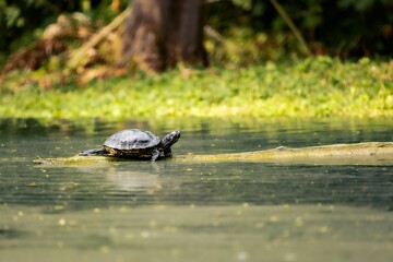 a turtle sitting on top of a wooden log in the water - Powered by Adobe