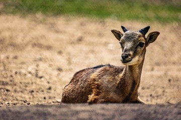 Small musk deer perched on a sandy surface stares intently into the distance - obrazy, fototapety, plakaty