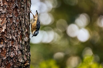 Common nuthatch perched atop the trunk of a tall tree