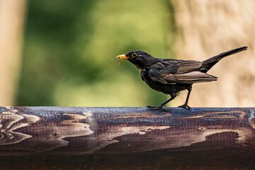 Small blackbird perched atop a wooden pipe, its beak open in a curious expression