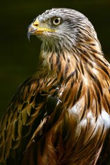 Red kite in profile against a shadowy backdrop, its wings outstretched in a majestic pose