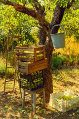  harvesting green apples in wooden boxes in autumn in the garden next to a stepladder