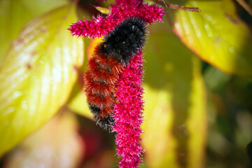 Black and brown woolly bear caterpillar on red flower.