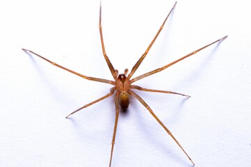 Close-up of a Recluse, brown, or violin spider. Loxoceles perched on a white surface © Sergi Vargas Amengual/Wirestock Creators