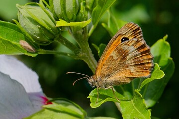 Macro of a hedge brown butterfly (Pyronia tithonus) perched on a green plant