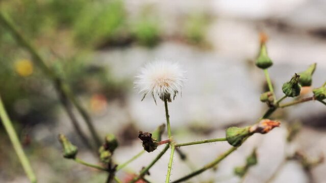 Closeup of sonchus (sow thistle) plant