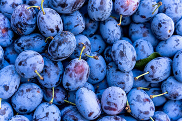 ripe blue plums, background. healthy nutrition, organic vegetables.