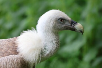 Portrait of a Eurasian griffon vulture (Gyps fulvus)